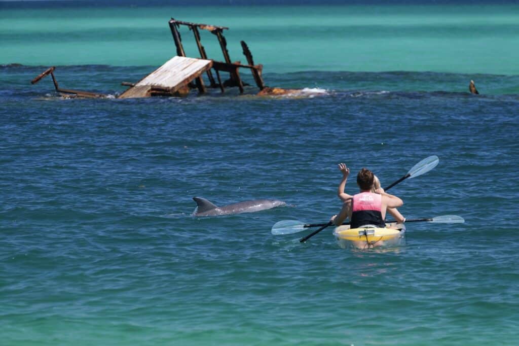sea kayak and dolphin