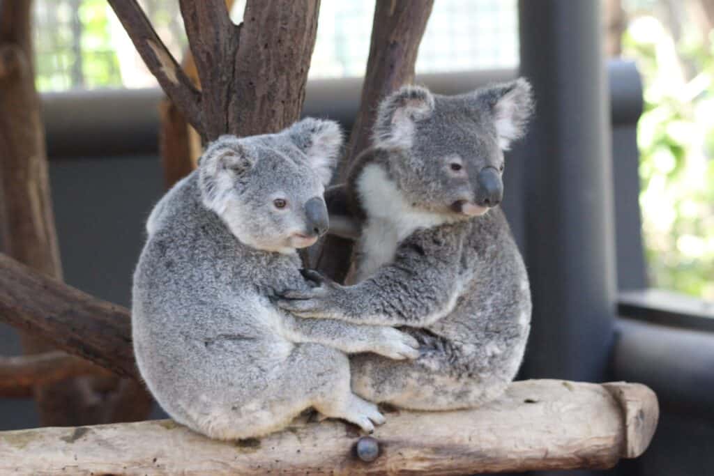 two koalas sitting on a branch