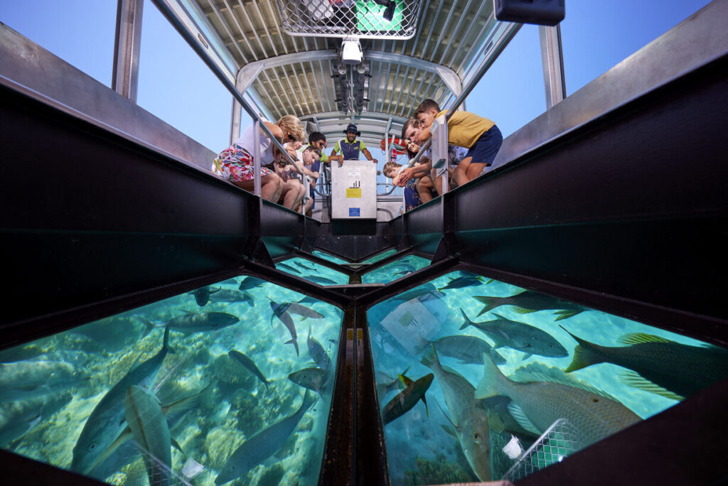 Guests looking down at fish on the glass bottom boat tour
