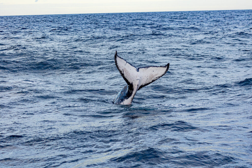 whale fin in the ocean viewed from a boat on great barrier reef