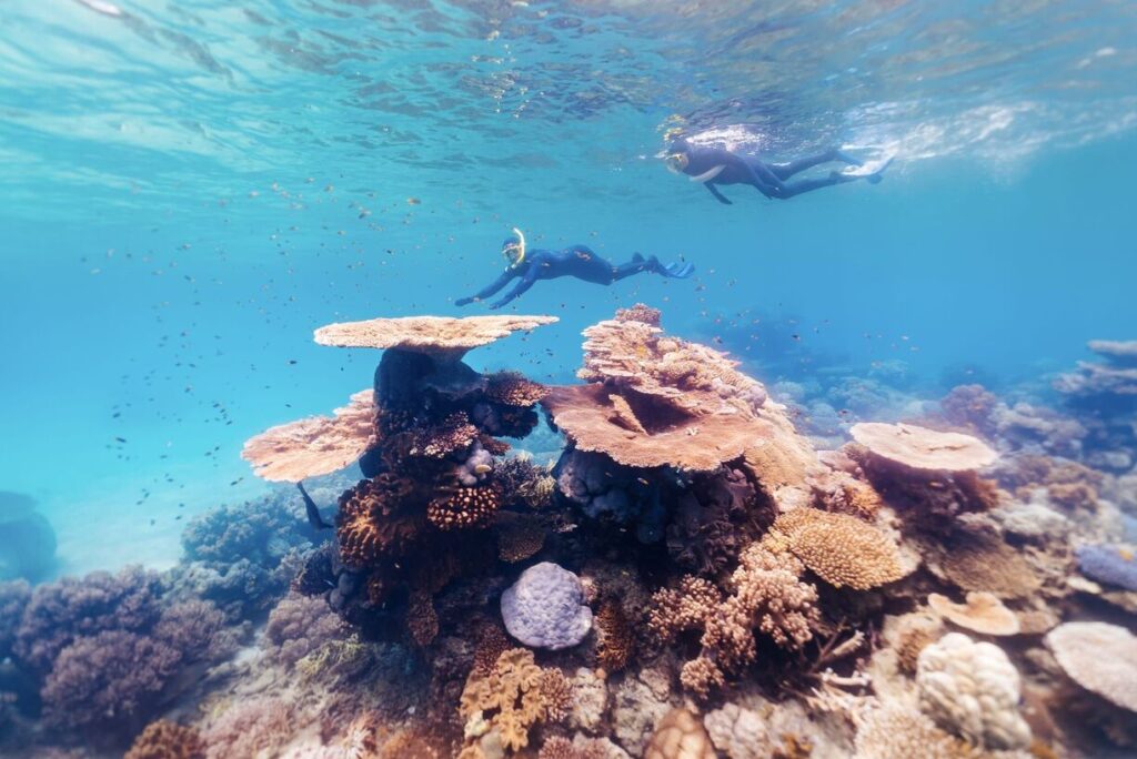 Couple snorkelling under wtaer exploring the coral and marine life of the Great Barrier Reef